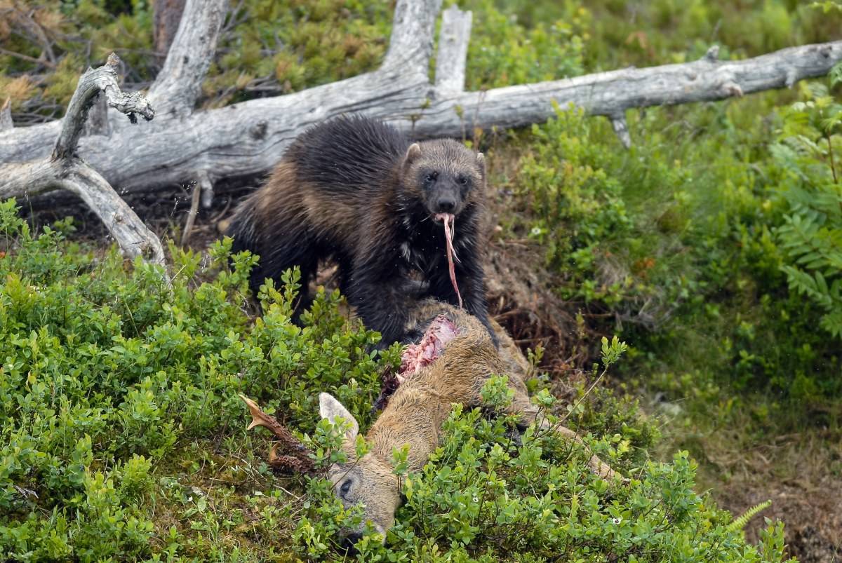 UBEREGNELIG: Rådene fra de erfarne jervejegerne er at det er best sjanse for felling etter midnatt og mot morgenen. Men jerven er uberegnelig.