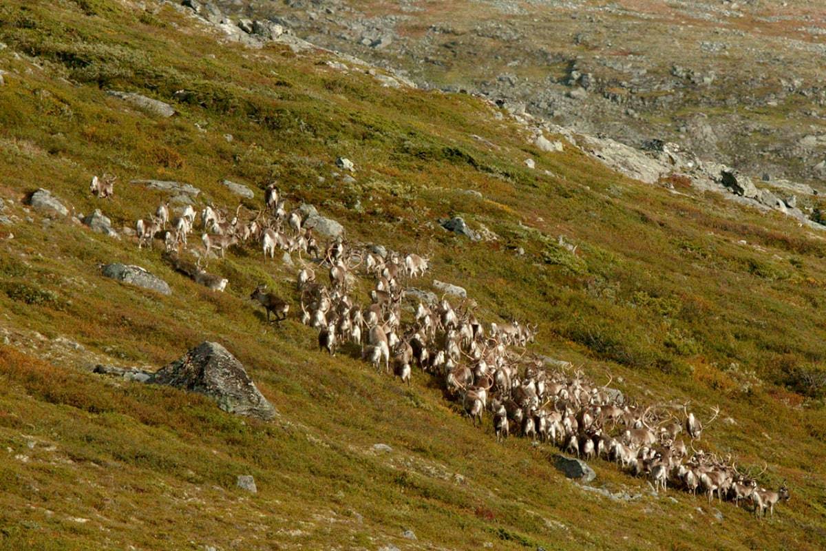 villrein jegerprøven jeger quiz jegerprøvespørsmål